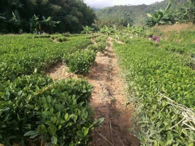 浙江苗圃龙井43茶苗茶树苗种苗无性系繁殖茶叶苗产地批发图3