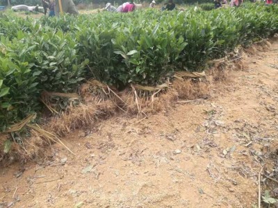 浙江苗圃龙井43茶苗茶树苗种苗无性系繁殖茶叶苗产地批发图4