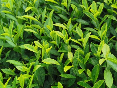 水晶茶绿茶茶叶 水晶茶绿茶散装批发 浙江新昌水晶茶绿茶供应图3
