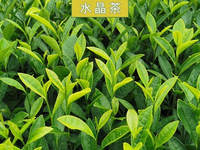 水晶茶绿茶茶叶 水晶茶绿茶散装批发 浙江新昌水晶茶绿茶供应图2