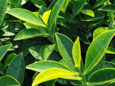 水晶茶绿茶茶叶 水晶茶绿茶散装批发 浙江新昌水晶茶绿茶供应图5