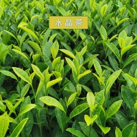 水晶茶绿茶茶叶 水晶茶绿茶散装批发 浙江新昌水晶茶绿茶供应