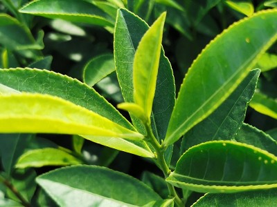 水晶茶绿茶茶叶 水晶茶绿茶散装批发 浙江新昌水晶茶绿茶供应图4