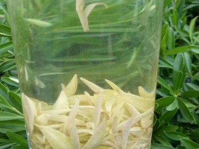 浙江新昌2020新茶茶苗茶叶极白1号黄茶红茶绿茶早茶图2