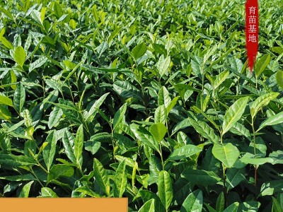 浙江新昌2020新茶茶苗茶叶极白1号黄茶红茶绿茶早茶图3