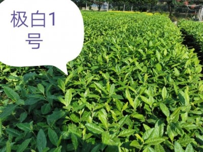 浙江新昌2020新茶茶苗茶叶极白1号黄茶红茶绿茶早茶图4