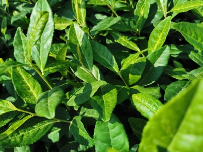 浙江新昌2020新茶茶苗茶叶极白1号黄茶红茶绿茶早茶图5
