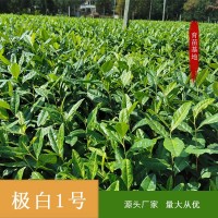 浙江新昌2020新茶茶苗茶叶极白1号黄茶红茶绿茶早茶