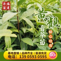 茶苗 黄观音茶树苗福建茶叶苗乌龙茶普洱茶源头货源品种保证0.29