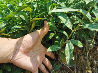 茶苗 黄观音茶树苗福建茶叶苗乌龙茶普洱茶源头货源品种保证0.29图4