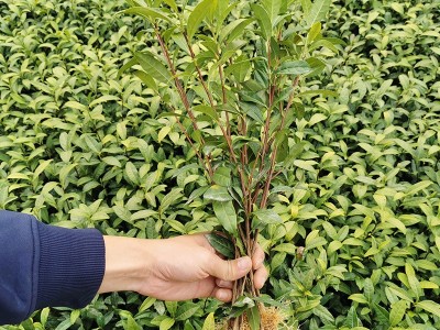 茶苗 黄观音茶树苗福建茶叶苗乌龙茶普洱茶源头货源品种保证0.29图3