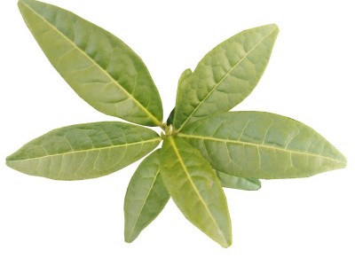 茶苗 黄观音茶树苗福建茶叶苗乌龙茶普洱茶源头货源品种保证0.29图5