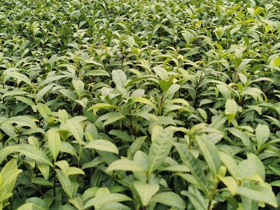 茶苗 黄观音茶树苗福建茶叶苗乌龙茶普洱茶源头货源品种保证0.29图2