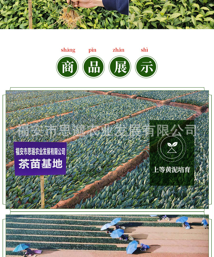 黄观音详情_08.jpg