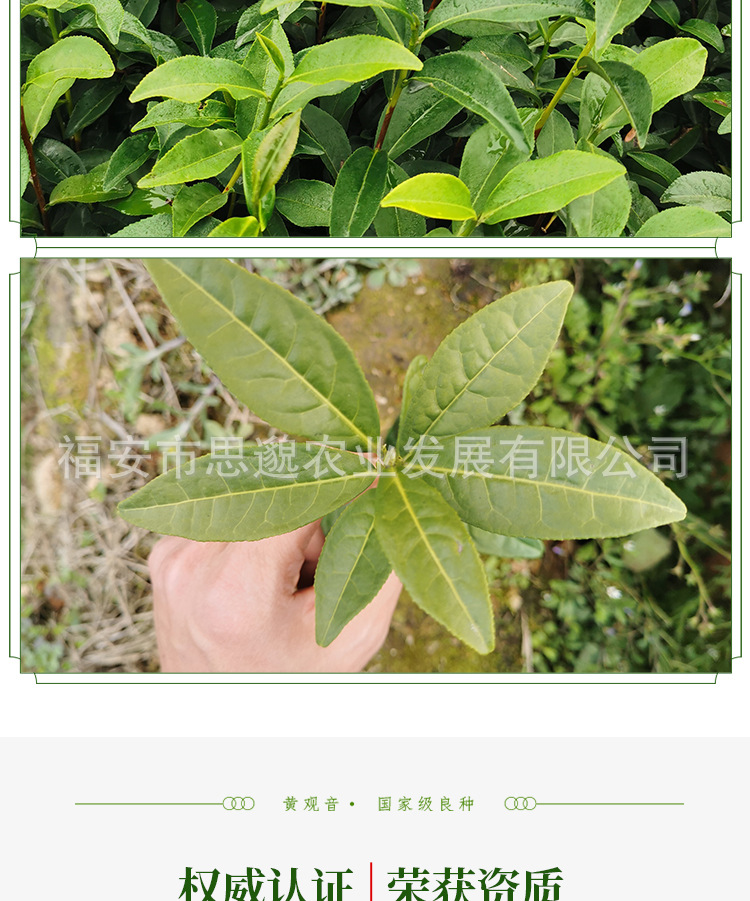 黄观音详情_10.jpg