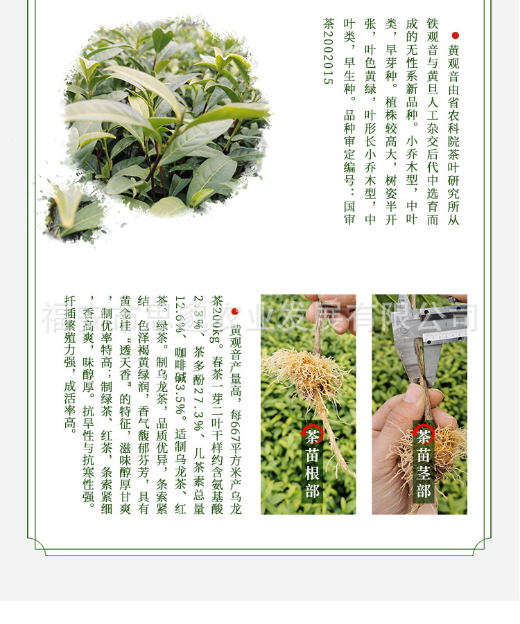 黄观音详情_04.jpg