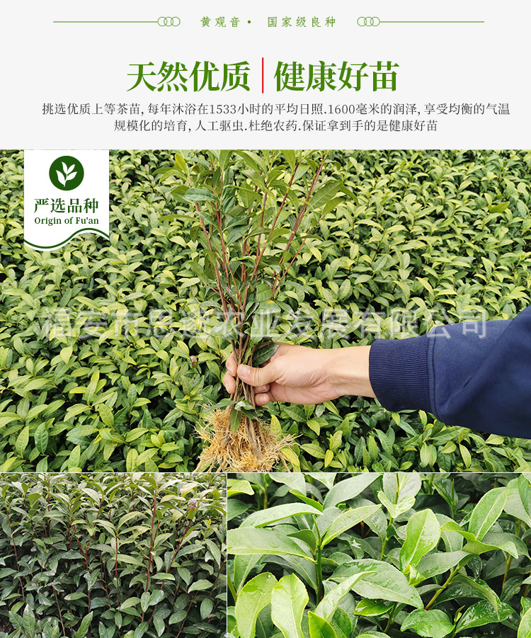 黄观音详情_06.jpg