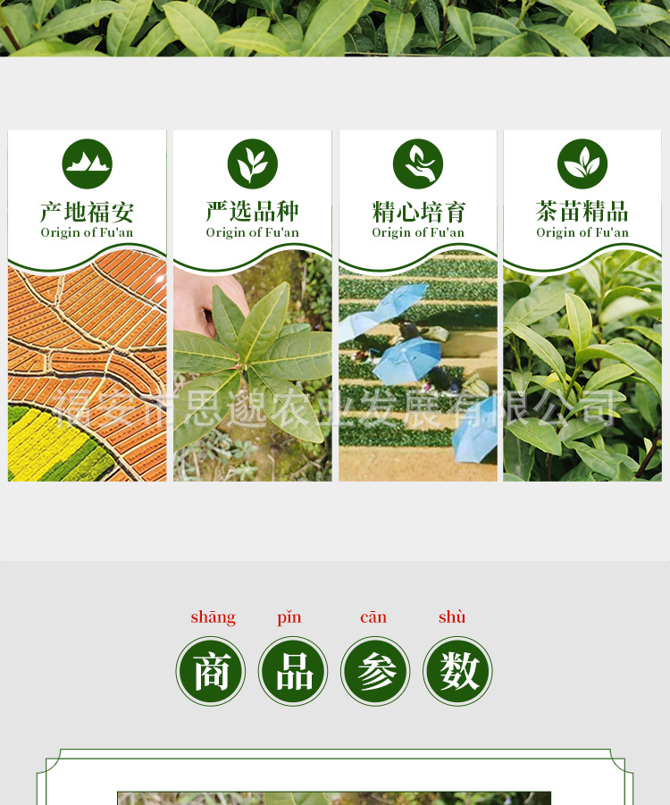 黄观音详情_02.jpg