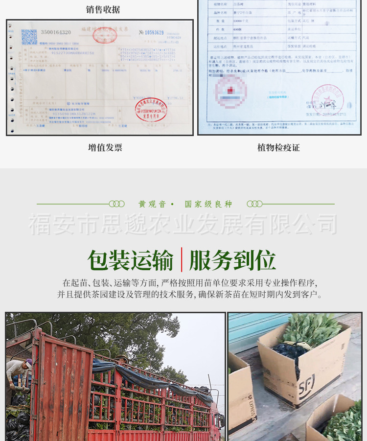 黄观音详情_12.jpg