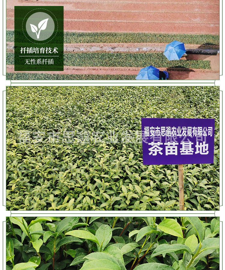 黄观音详情_09.jpg