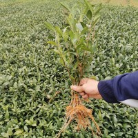 福鼎大白 茶苗 茶树苗白茶苗品种华茶1号基地货源厂家批发
