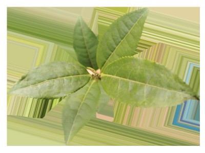 福鼎大白 茶苗 茶树苗白茶苗品种华茶1号基地货源厂家批发图5