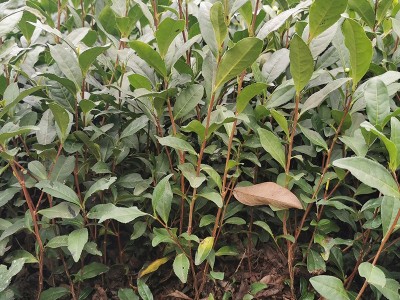 福鼎大白 茶苗 茶树苗白茶苗品种华茶1号基地货源厂家批发图4