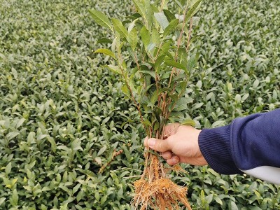 福鼎大白 茶苗 茶树苗白茶苗品种华茶1号基地货源厂家批发图3