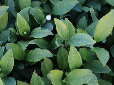 大红袍 茶苗 茶树苗乌龙茶冬插福建基地货源长期全国批发图3