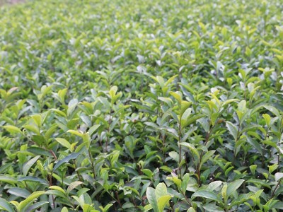 大红袍 茶苗 茶树苗乌龙茶冬插福建基地货源长期全国批发图4