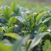 大红袍 茶苗 茶树苗乌龙茶冬插福建基地货源长期全国批发