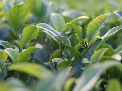 大红袍 茶苗 茶树苗乌龙茶冬插福建基地货源长期全国批发图2