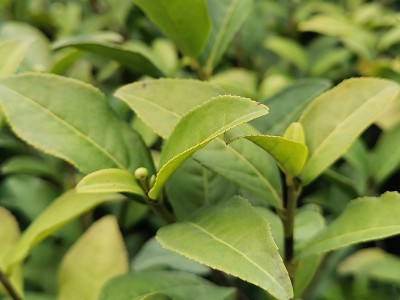 福建茶苗 金观音茶苗基地源头货源乌龙茶普洱茶树苗批发图2