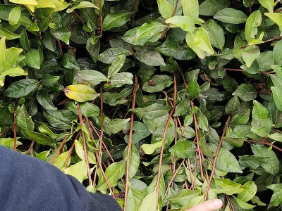 福建茶苗 金观音茶苗基地源头货源乌龙茶普洱茶树苗批发图3