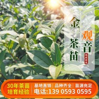 福建茶苗 金观音茶苗基地源头货源乌龙茶普洱茶树苗批发
