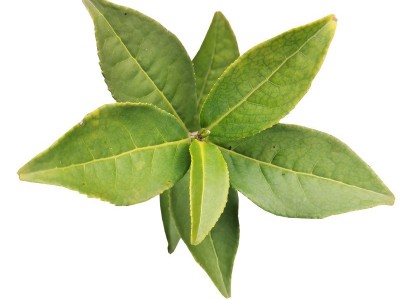 福建茶苗 金观音茶苗基地源头货源乌龙茶普洱茶树苗批发图4