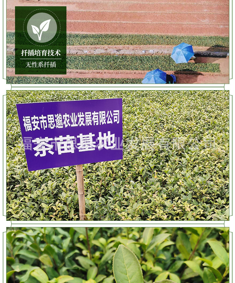 金观音详情_05.jpg