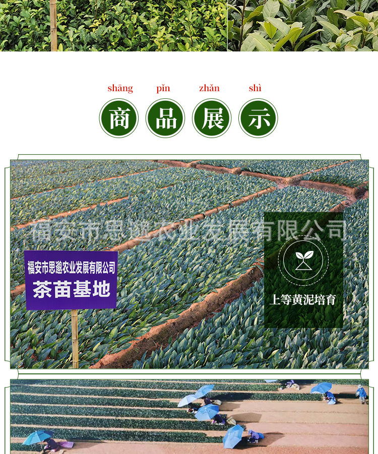 金观音详情_02.jpg