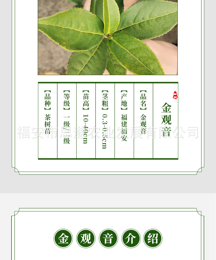金观音详情_03.jpg