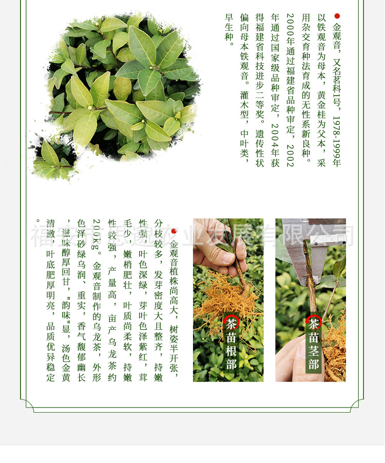 金观音详情_04.jpg