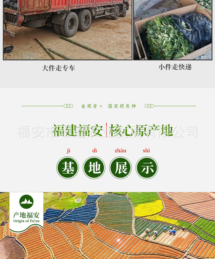 金观音详情_10.jpg