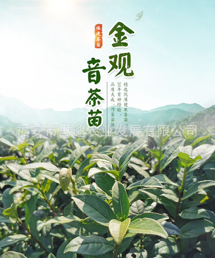 金观音详情_01.jpg
