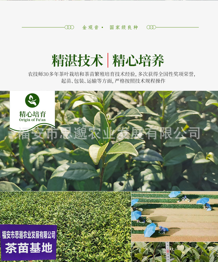 金观音详情_07.jpg