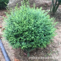 苗圃供应小叶女贞球 小叶女贞冠幅 园林工程绿化苗木
