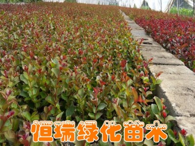红花紫薇小苗销售 规格全 紫薇树销售 量大从惠 红花紫薇苗价格图2