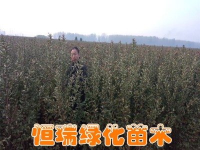 红花紫薇小苗销售 规格全 紫薇树销售 量大从惠 红花紫薇苗价格图4