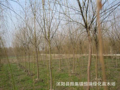 速生竹柳树苗金丝垂柳苗绿化道路河边黄金柳树苗养金蝉垂柳基地图2