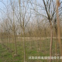 速生竹柳树苗金丝垂柳苗绿化道路河边黄金柳树苗养金蝉垂柳基地
