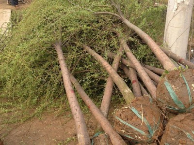 速生竹柳树苗金丝垂柳苗绿化道路河边黄金柳树苗养金蝉垂柳基地图5