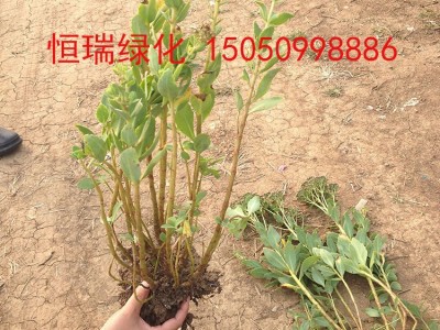 八宝景天 八宝景天基地直供八宝景天批发图2